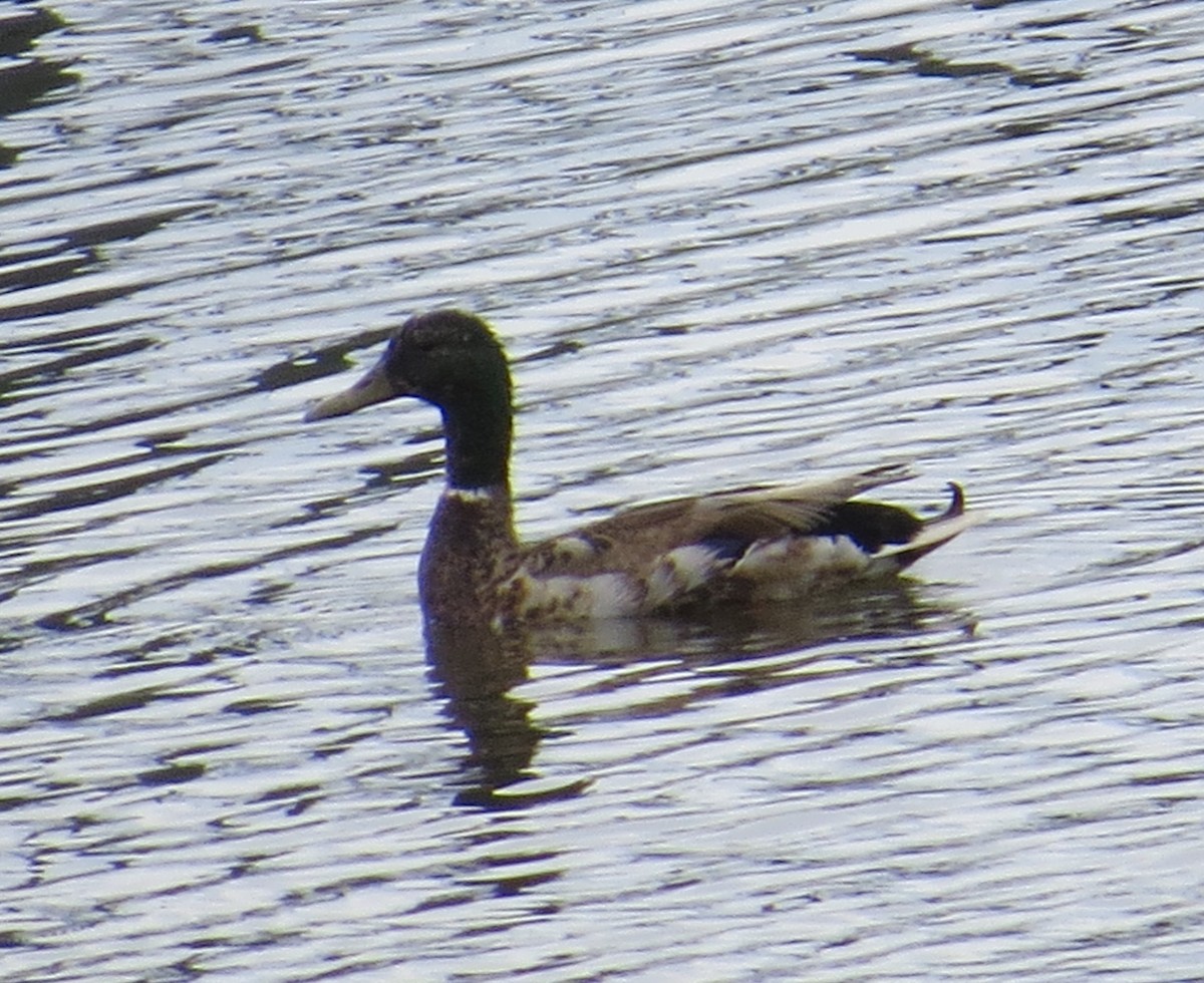 Mallard/Mexican Duck - ML162607481