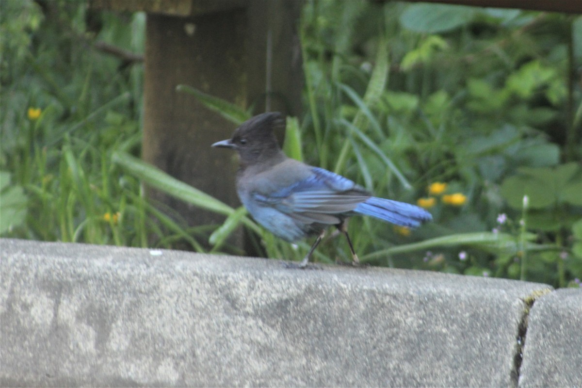 Steller's Jay - ML162607991