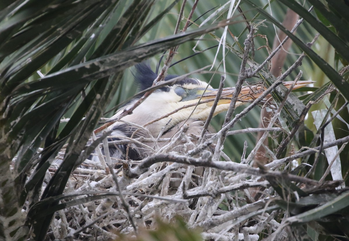 Great Blue Heron - ML162608191