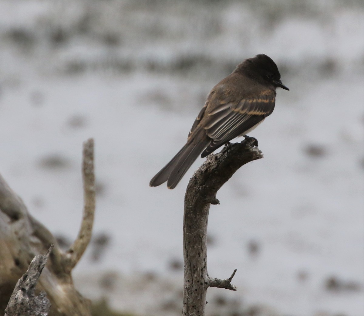 Black Phoebe - ML162608211