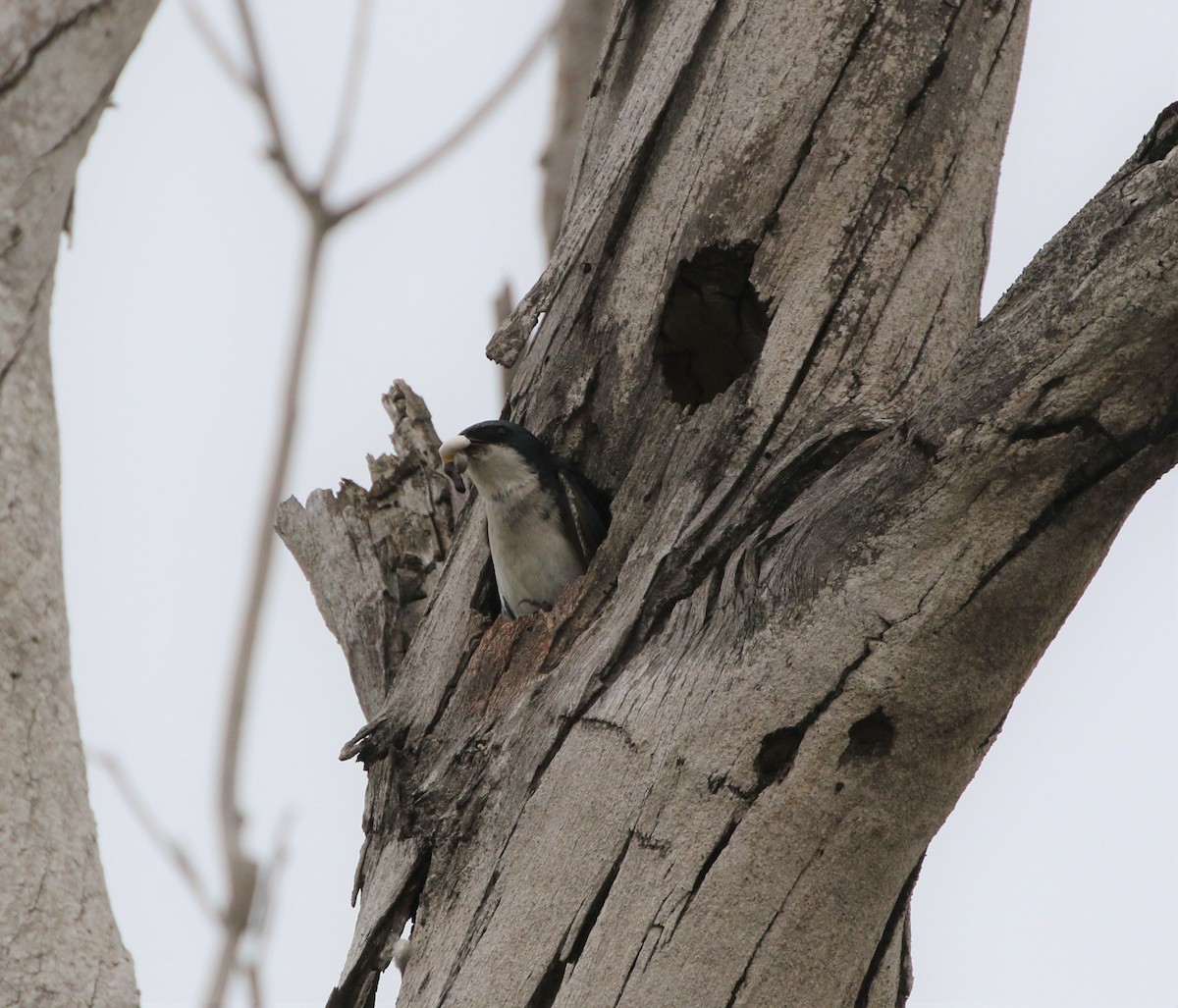 Tree Swallow - ML162608301