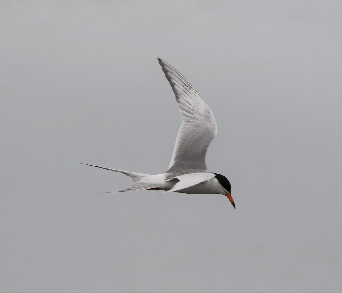 Forster's Tern - Mike "mlovest" Miller