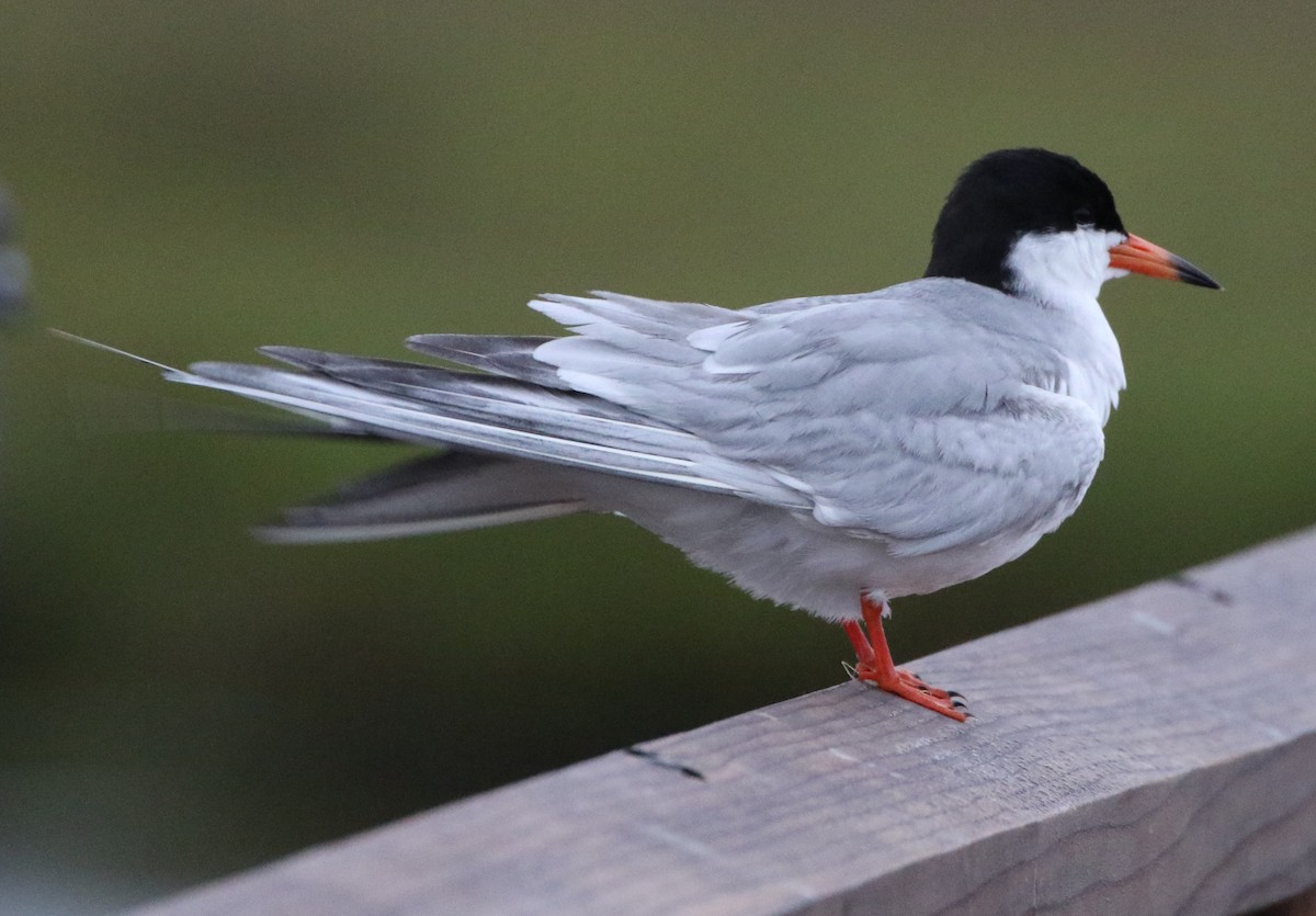 Forster's Tern - ML162608471