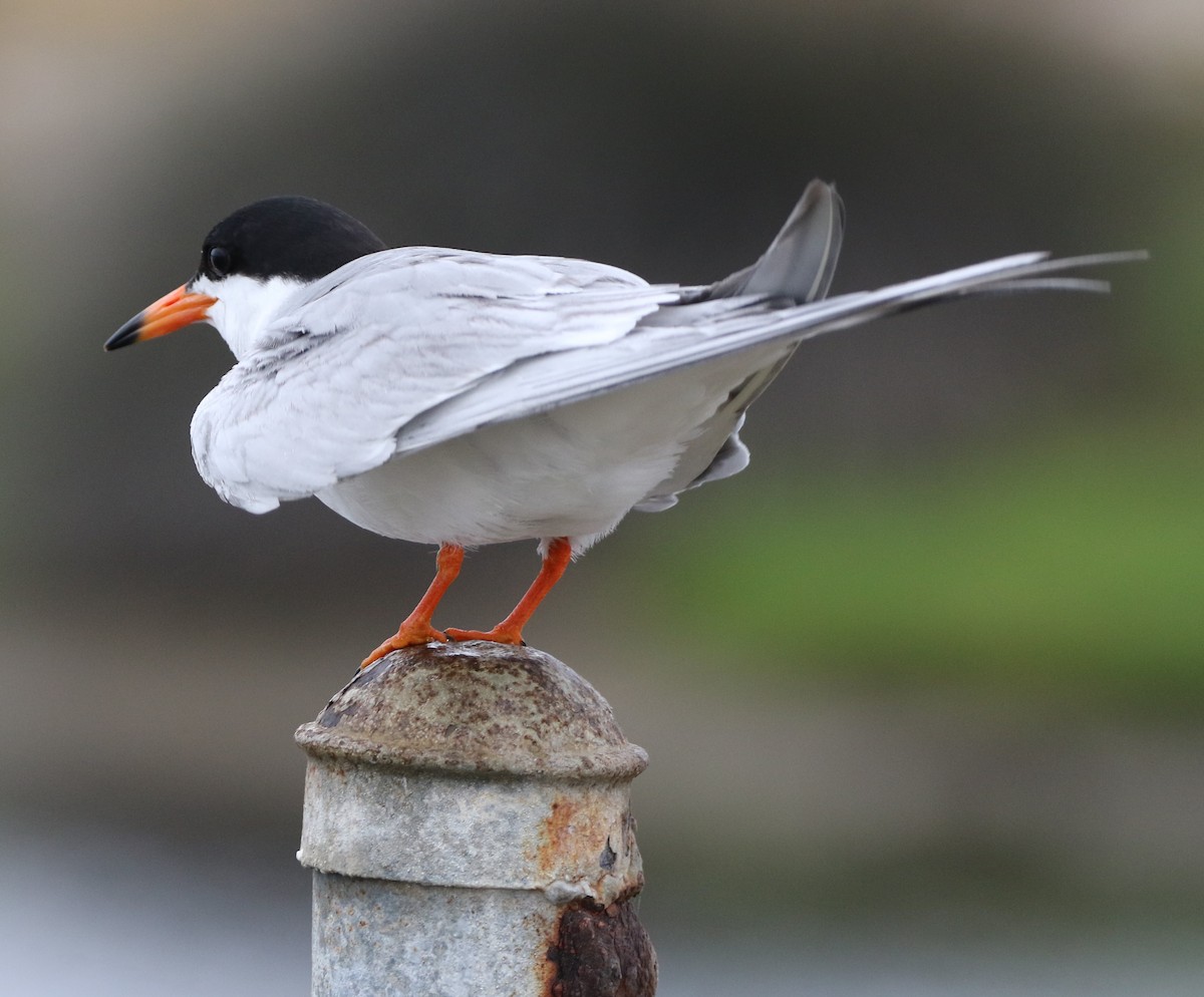 Forster's Tern - ML162608521