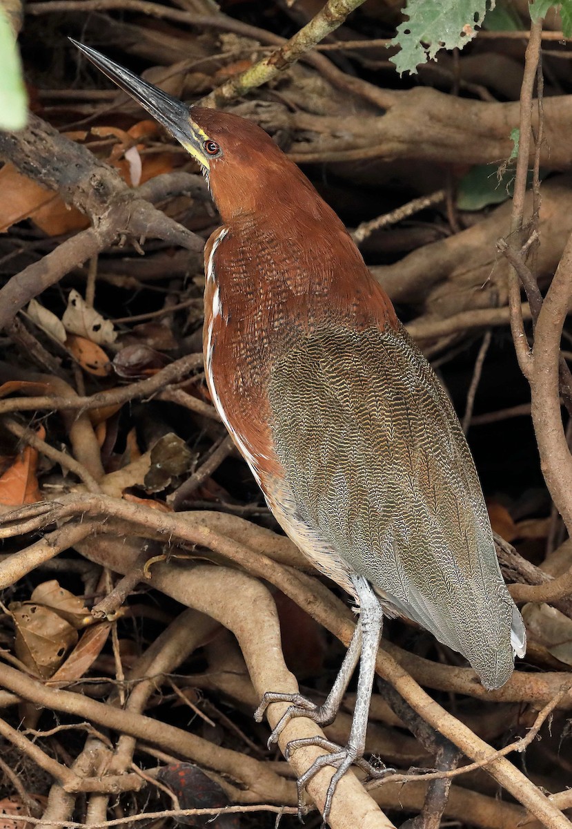 Rufescent Tiger-Heron - Ly Lan Le Do