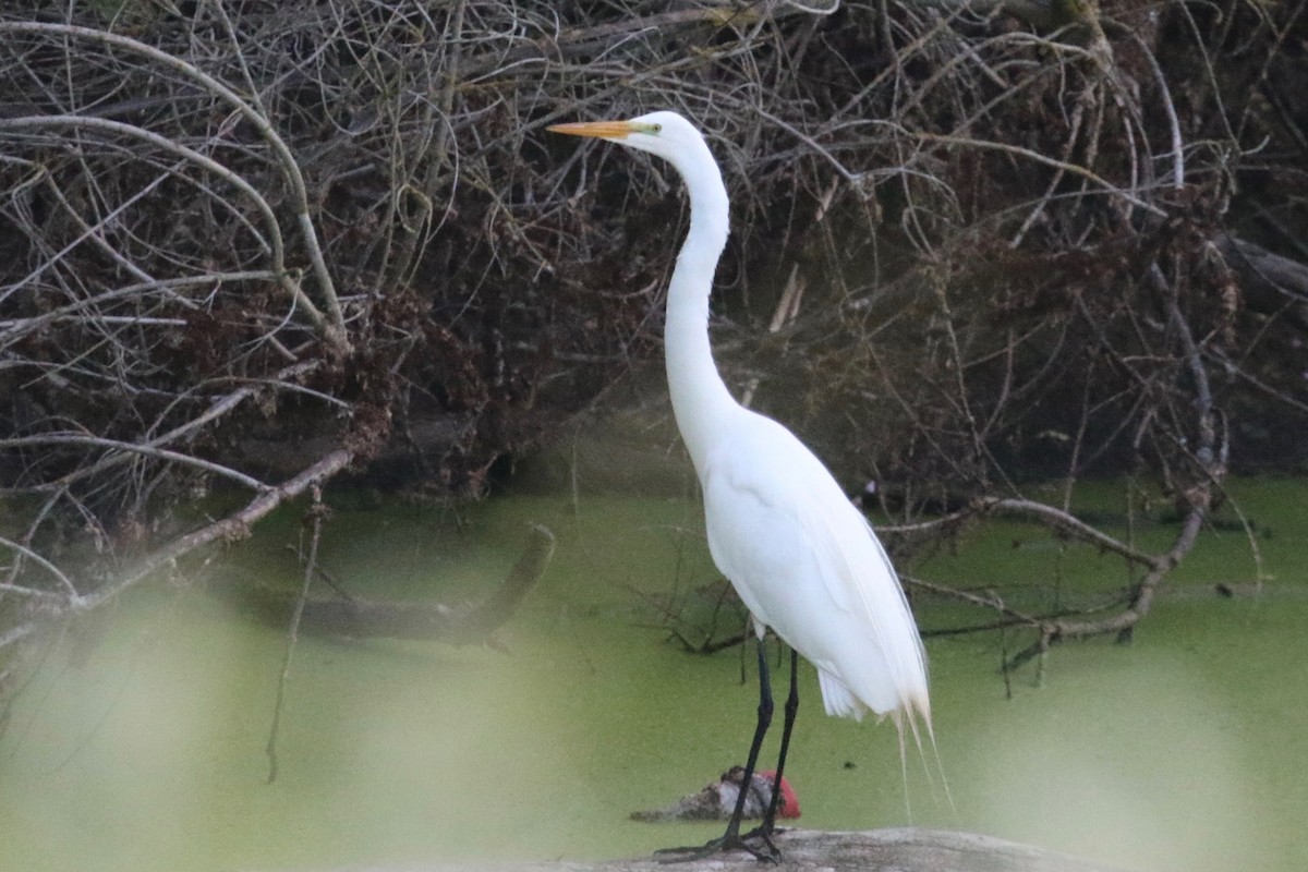 Grande Aigrette - ML162610041