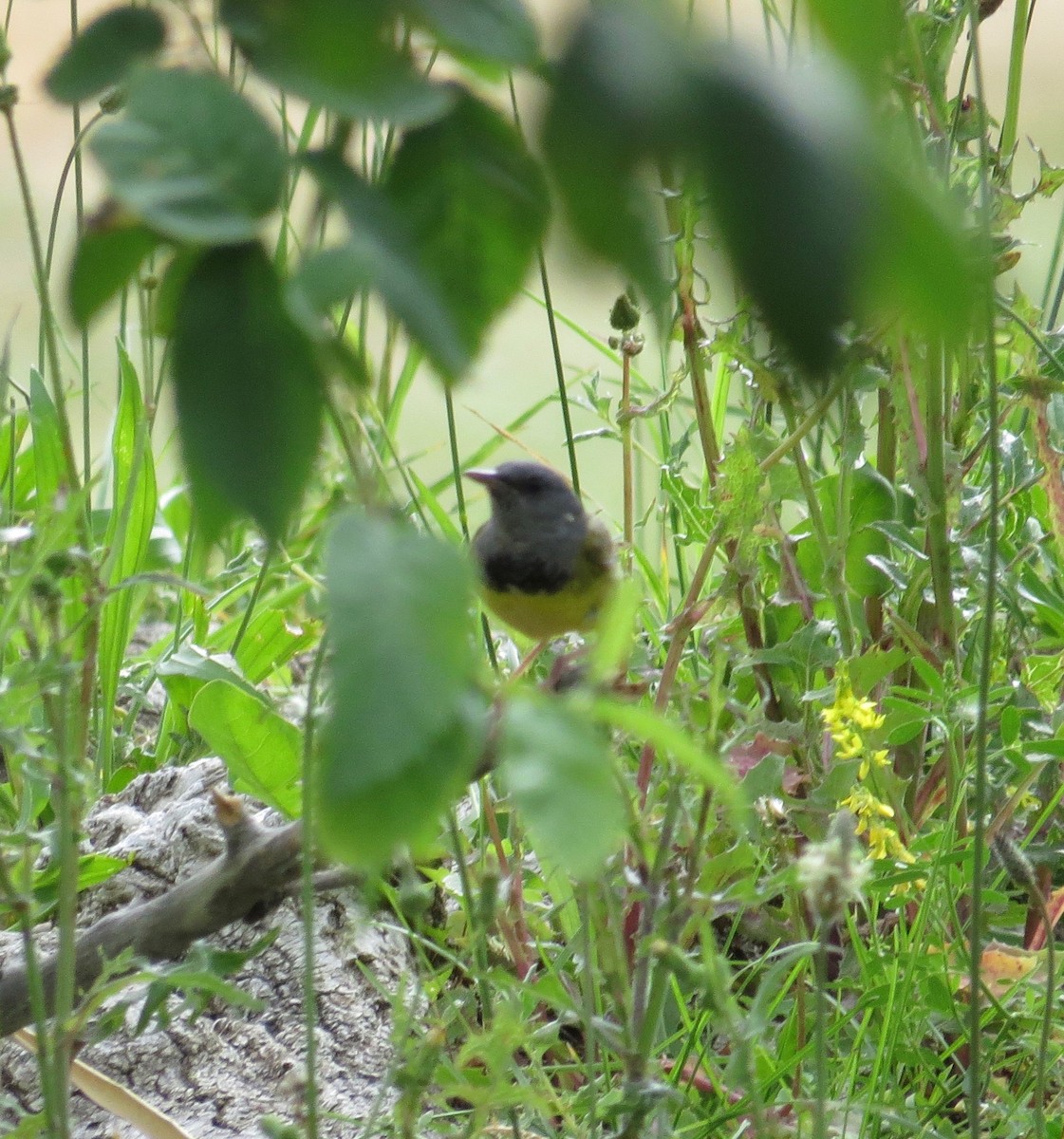 Mourning Warbler - Thomas Wurster