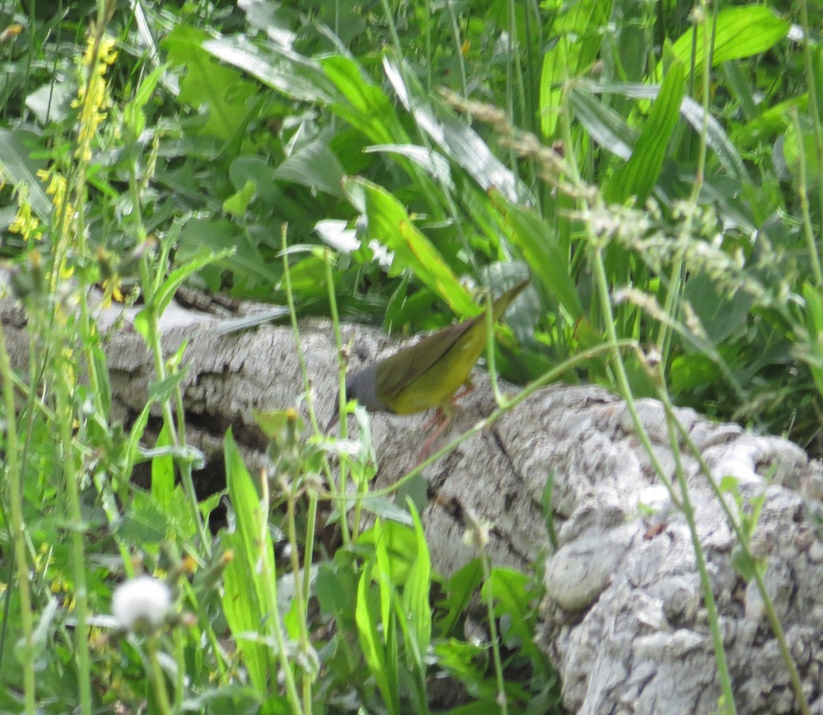 Mourning Warbler - Thomas Wurster