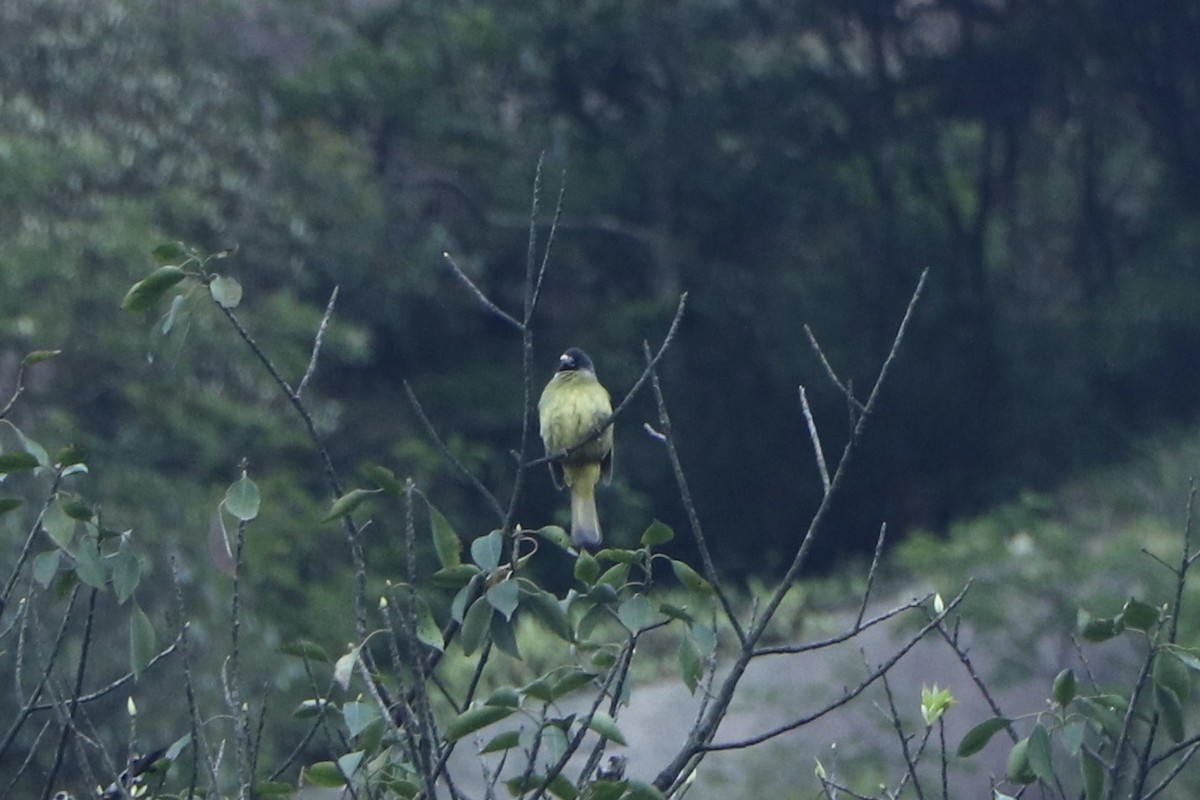 Bulbul à semi-collier - ML162610491