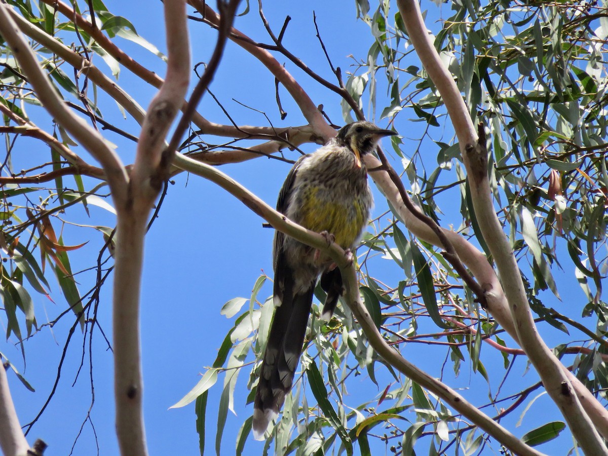 Yellow Wattlebird - ML162610591
