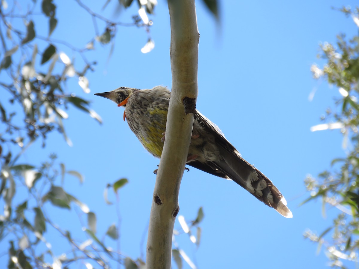 Yellow Wattlebird - ML162610621