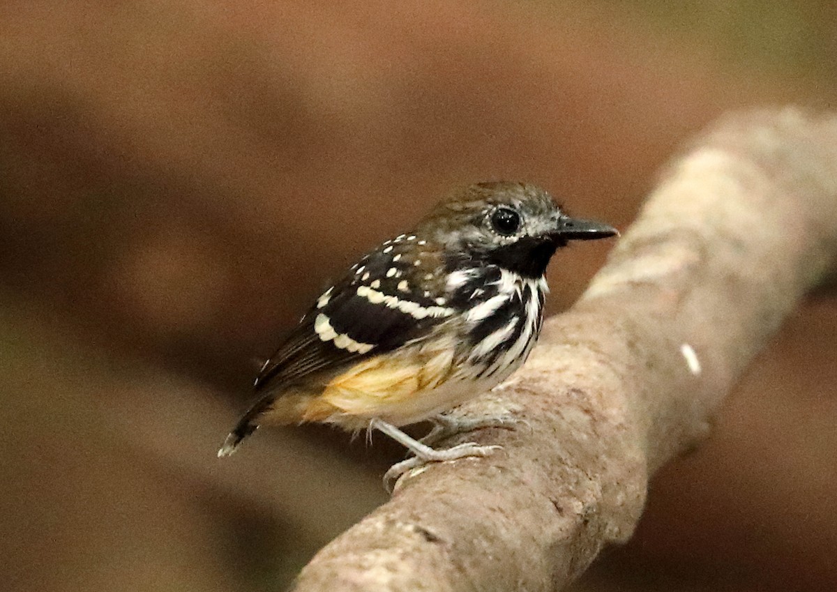 Dot-backed Antbird - ML162611431