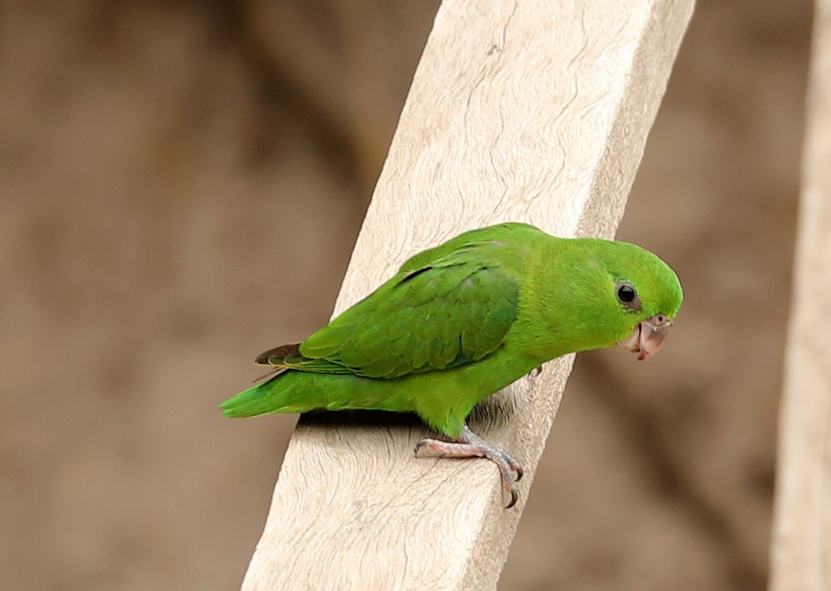 Dusky-billed Parrotlet - Ly Lan Le Do