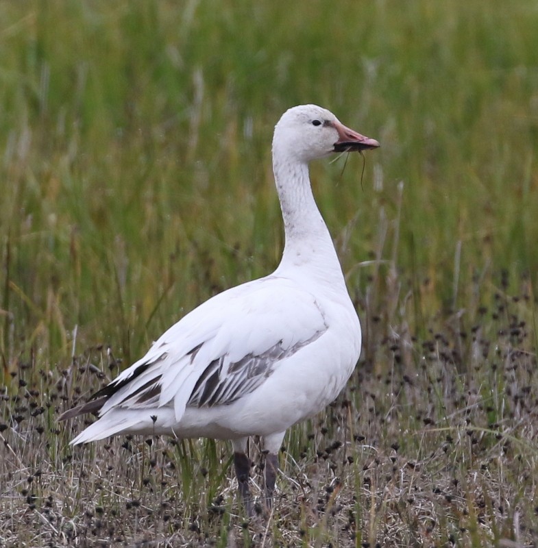 Snow Goose - Franklin Haas