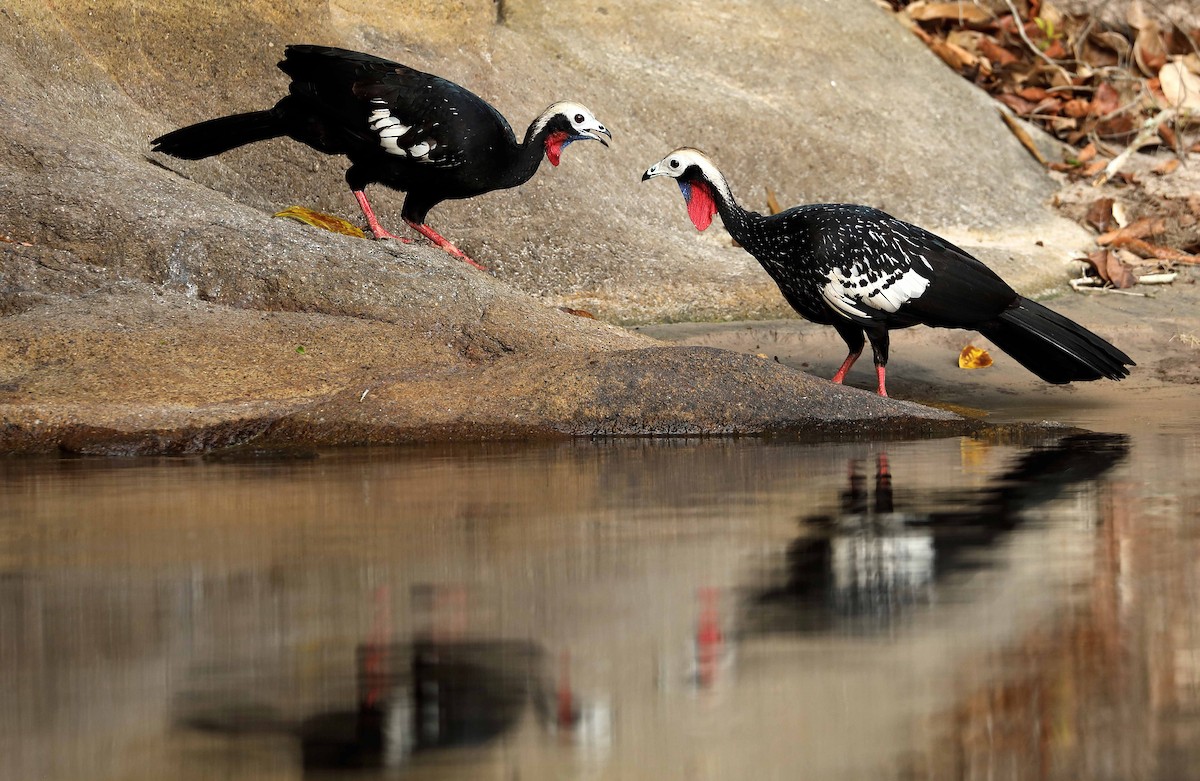 Red-throated Piping-Guan - ML162613281