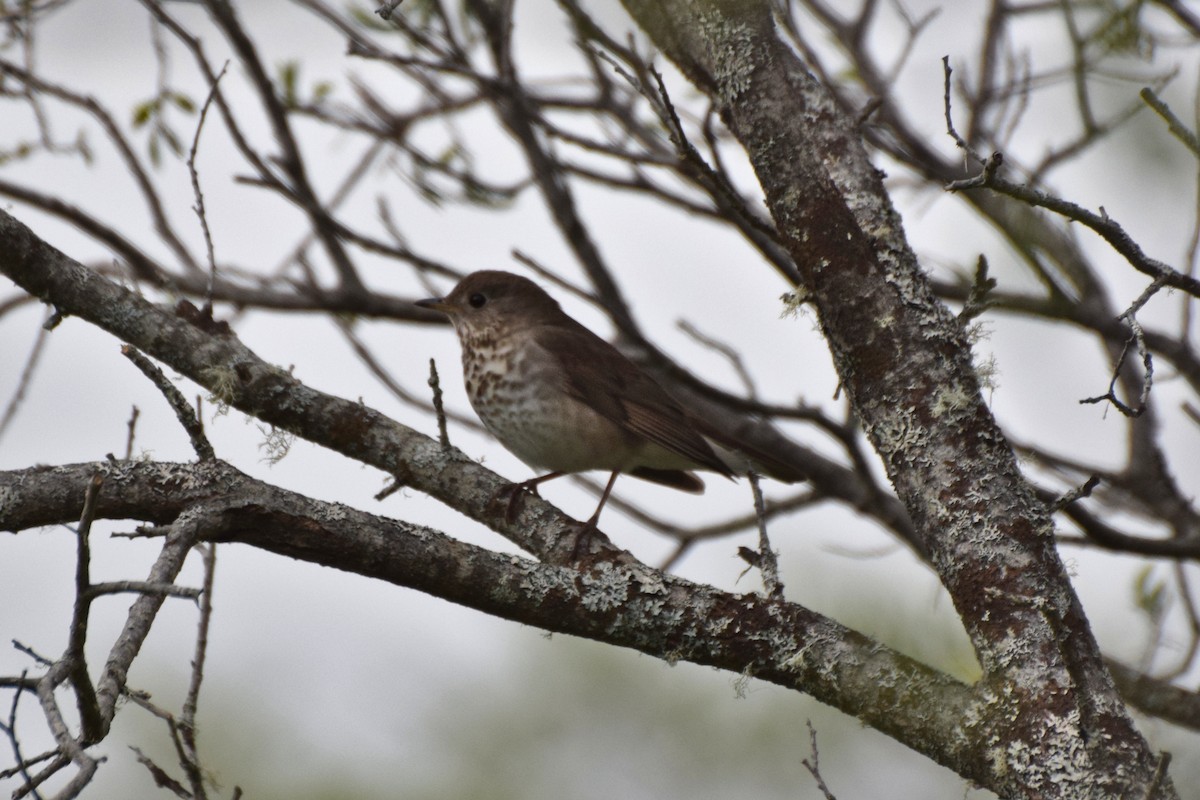 Gray-cheeked Thrush - ML162613451