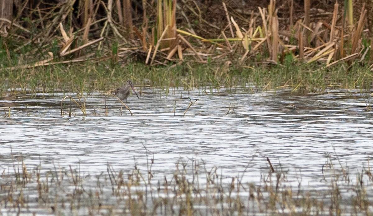 Black-tailed Godwit - Forest Botial-Jarvis