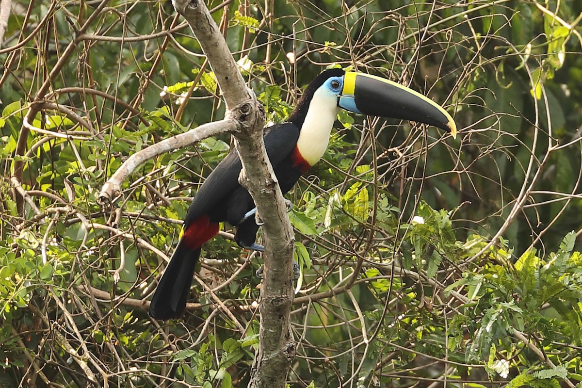 White-throated Toucan - ML162613921