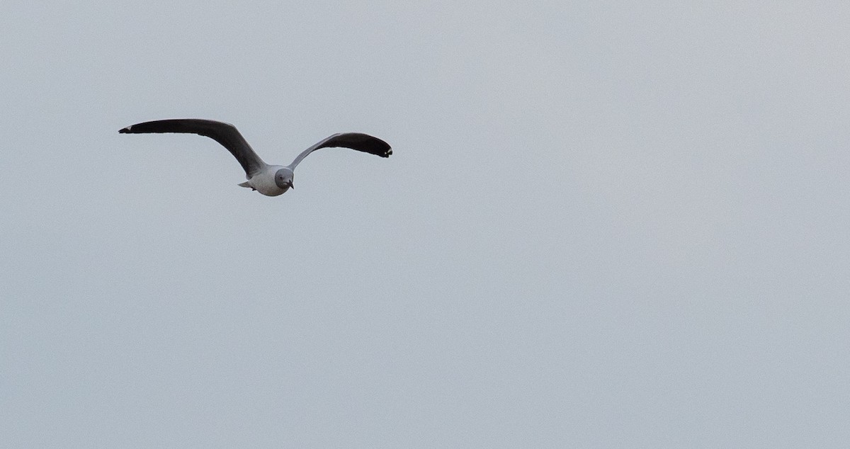 Сероголовая чайка - ML162613941