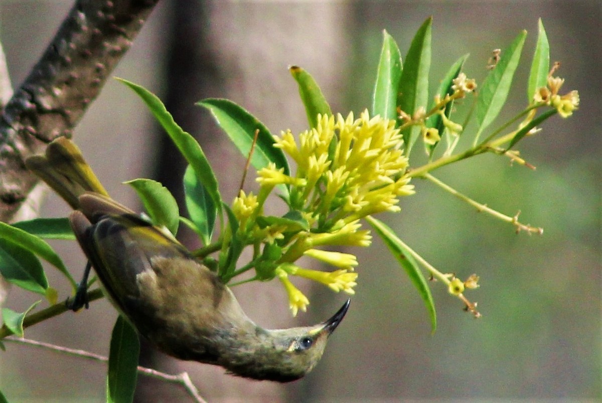 Brown Honeyeater - ML162614161