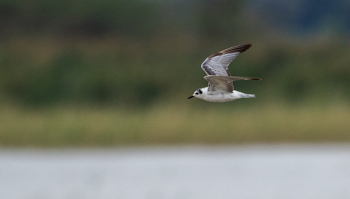 White-winged Tern - ML162614361