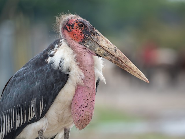 Marabou Stork