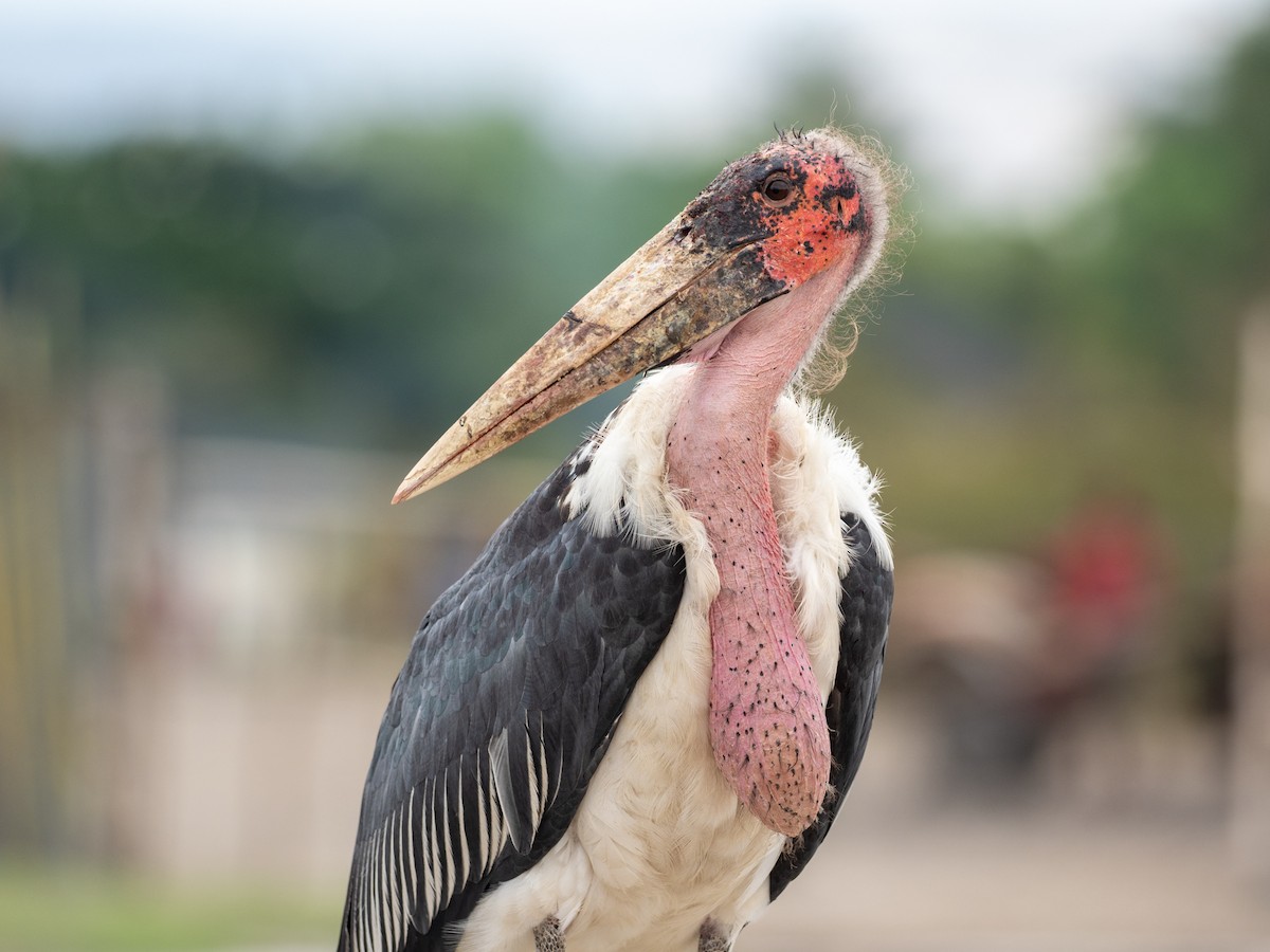 Marabou Stork - ML162614481