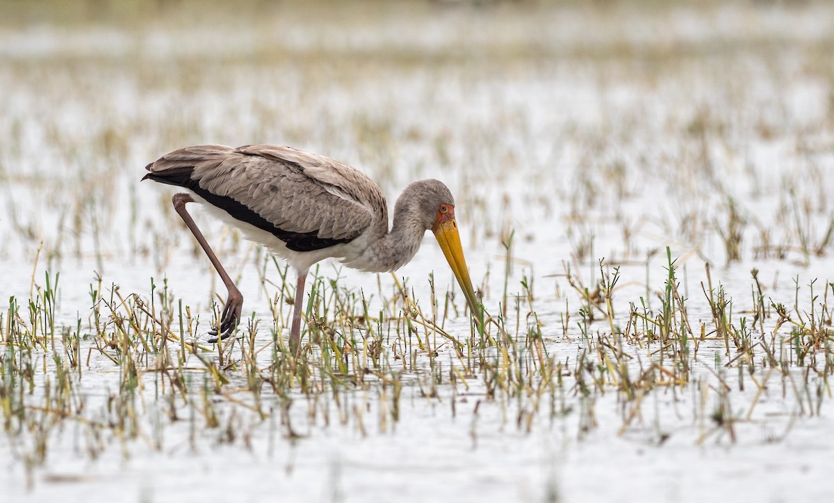 Yellow-billed Stork - Forest Botial-Jarvis