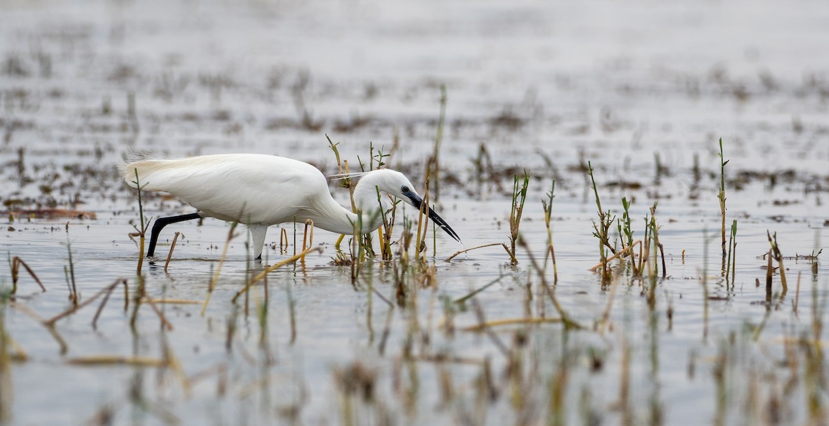 Little Egret - ML162614861