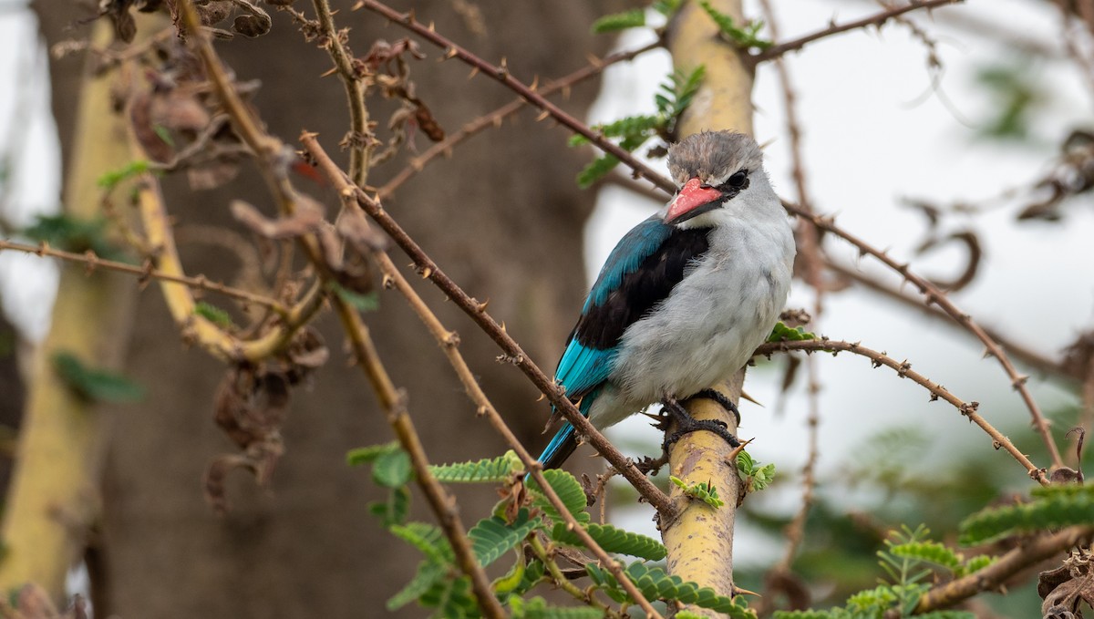 Woodland Kingfisher - ML162615081