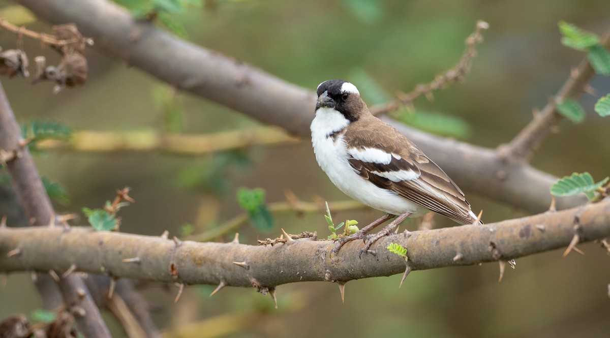 White-browed Sparrow-Weaver - ML162615271