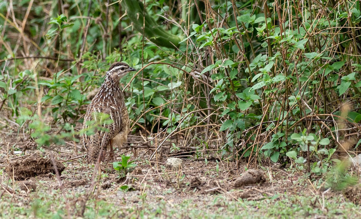 Crested Francolin - ML162615821