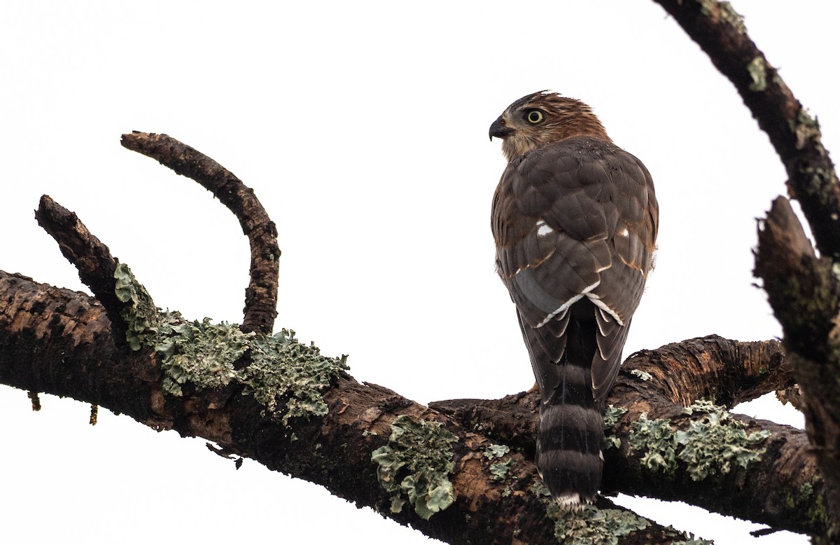 Gabar Goshawk - Forest Botial-Jarvis