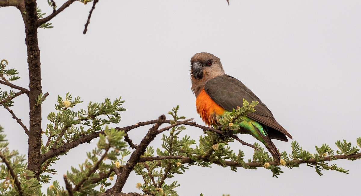 Kırmızı Karınlı Senegal Papağanı - ML162616311