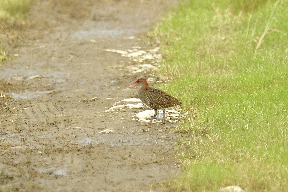 Slaty-breasted Rail - ML162616621