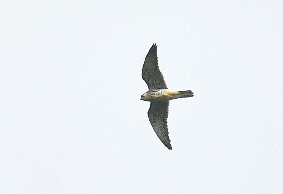 Amur Falcon - Rofikul Islam