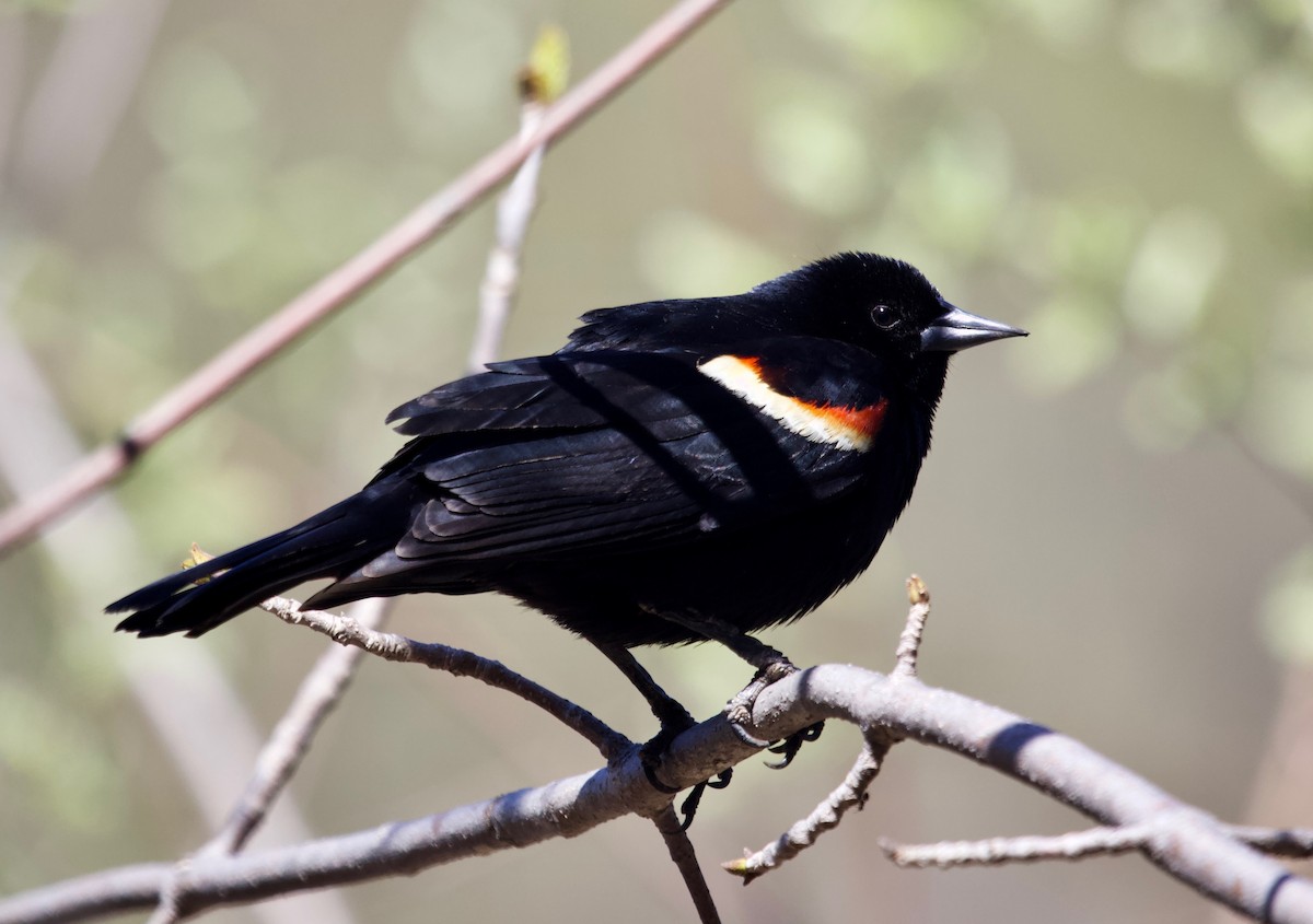 Red-winged Blackbird - Liam Ragan