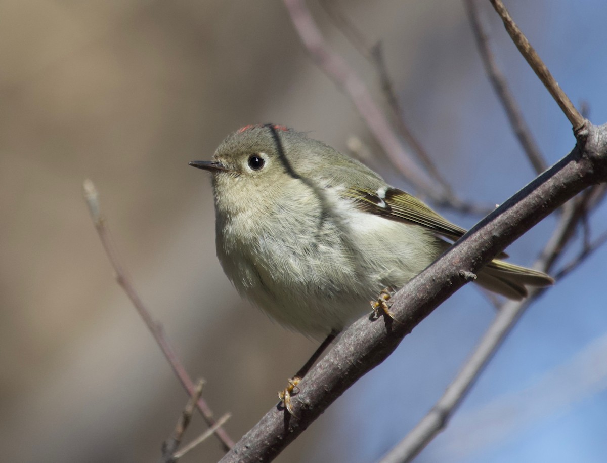 Ruby-crowned Kinglet - Liam Ragan