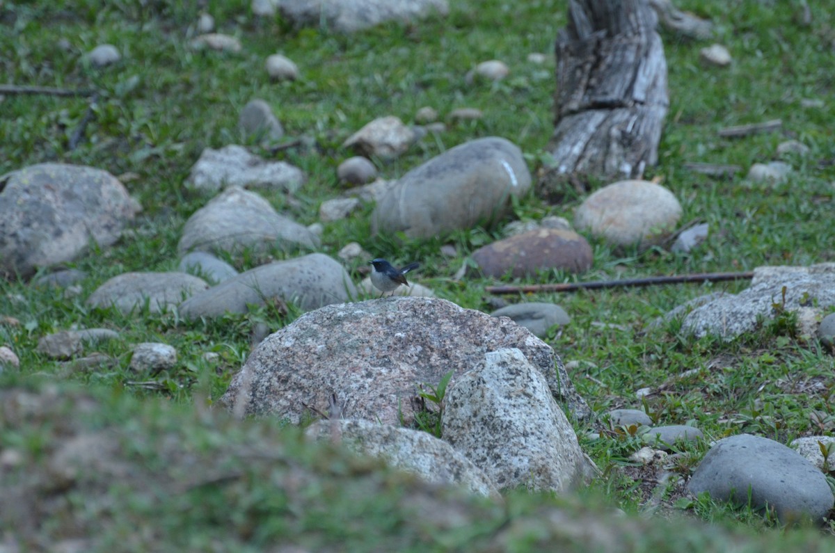 Slaty-blue Flycatcher - ML162618361