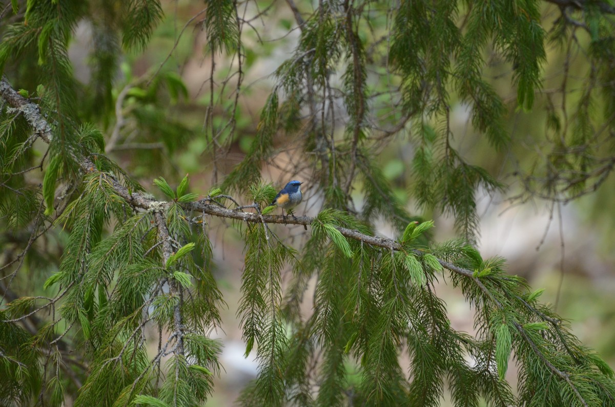 Himalayan Bluetail - ML162618391