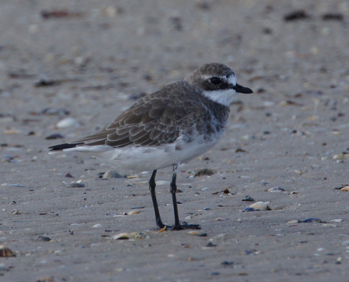 Siberian Sand-Plover - Peter & Shelly Watts