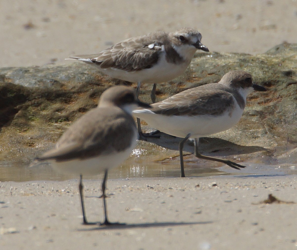 Siberian Sand-Plover - Peter & Shelly Watts