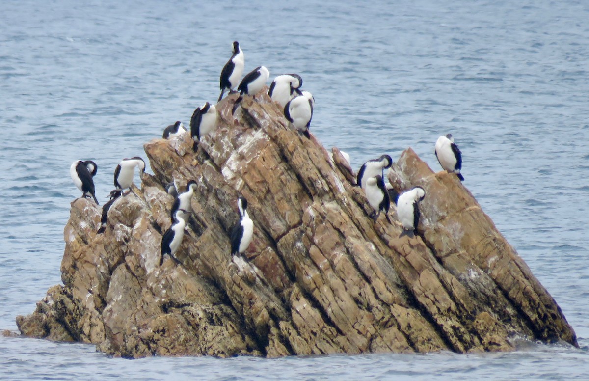 Black-faced Cormorant - Colin Palethorpe