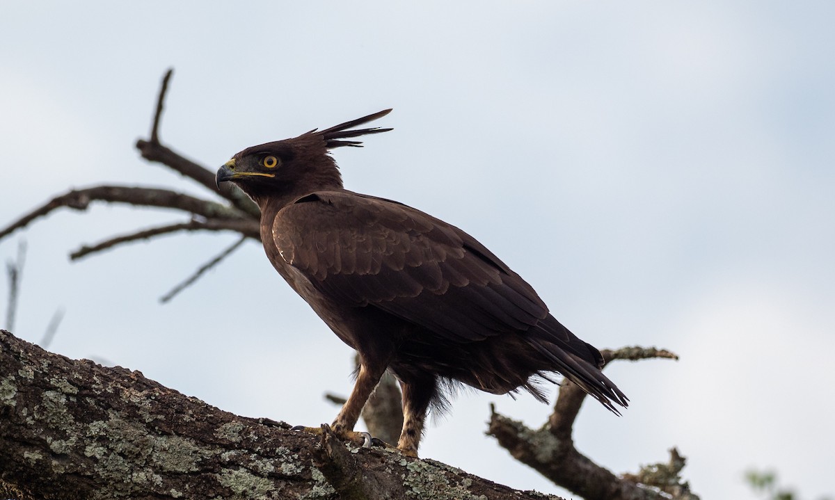 Long-crested Eagle - ML162619921