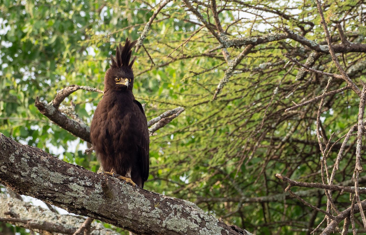 Long-crested Eagle - ML162619931