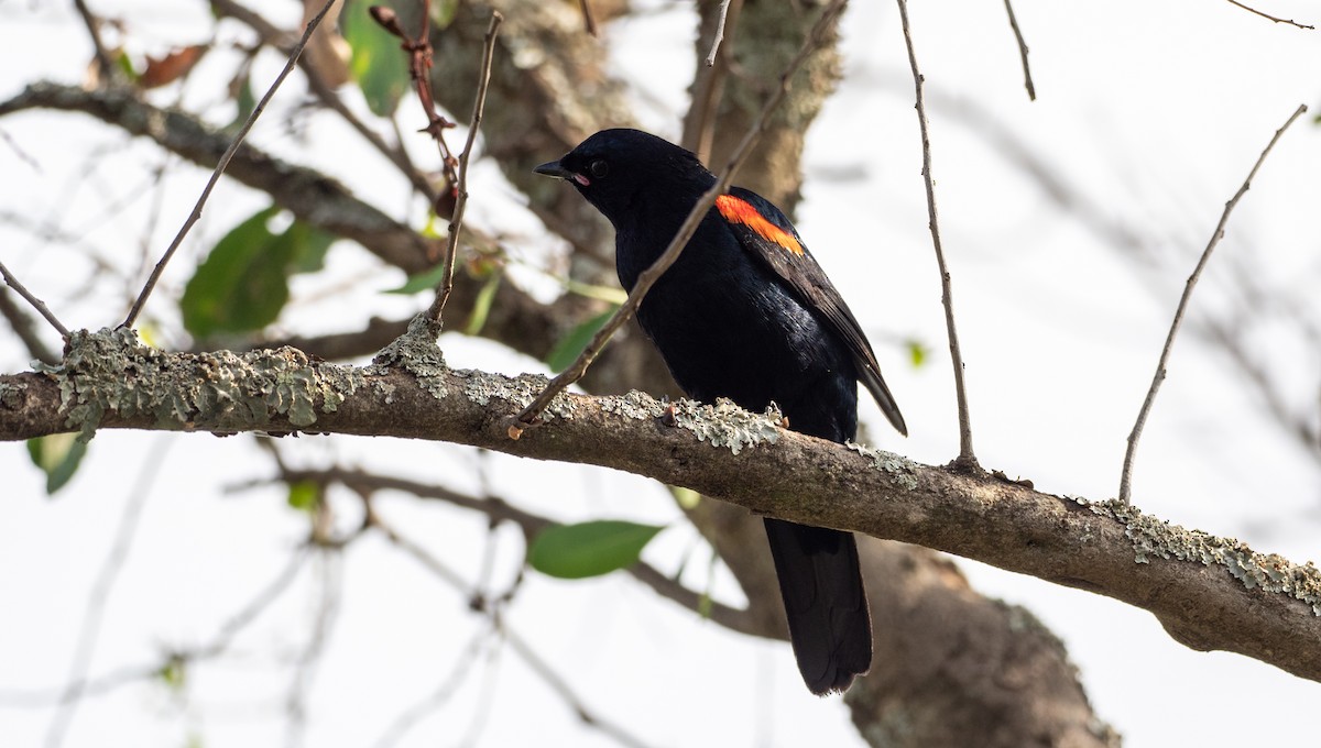 Red-shouldered Cuckooshrike - ML162620031