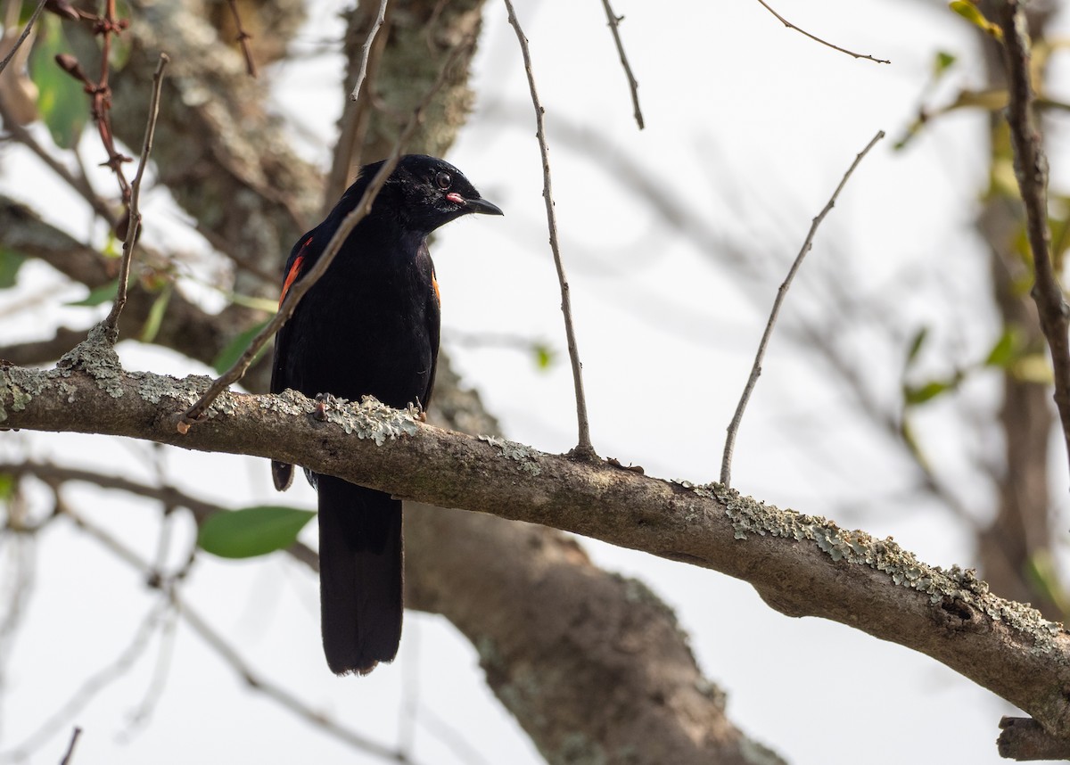 Red-shouldered Cuckooshrike - ML162620041