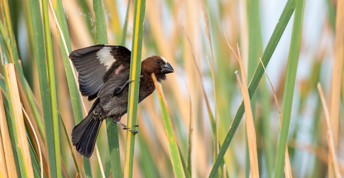 Grosbeak Weaver - ML162620191