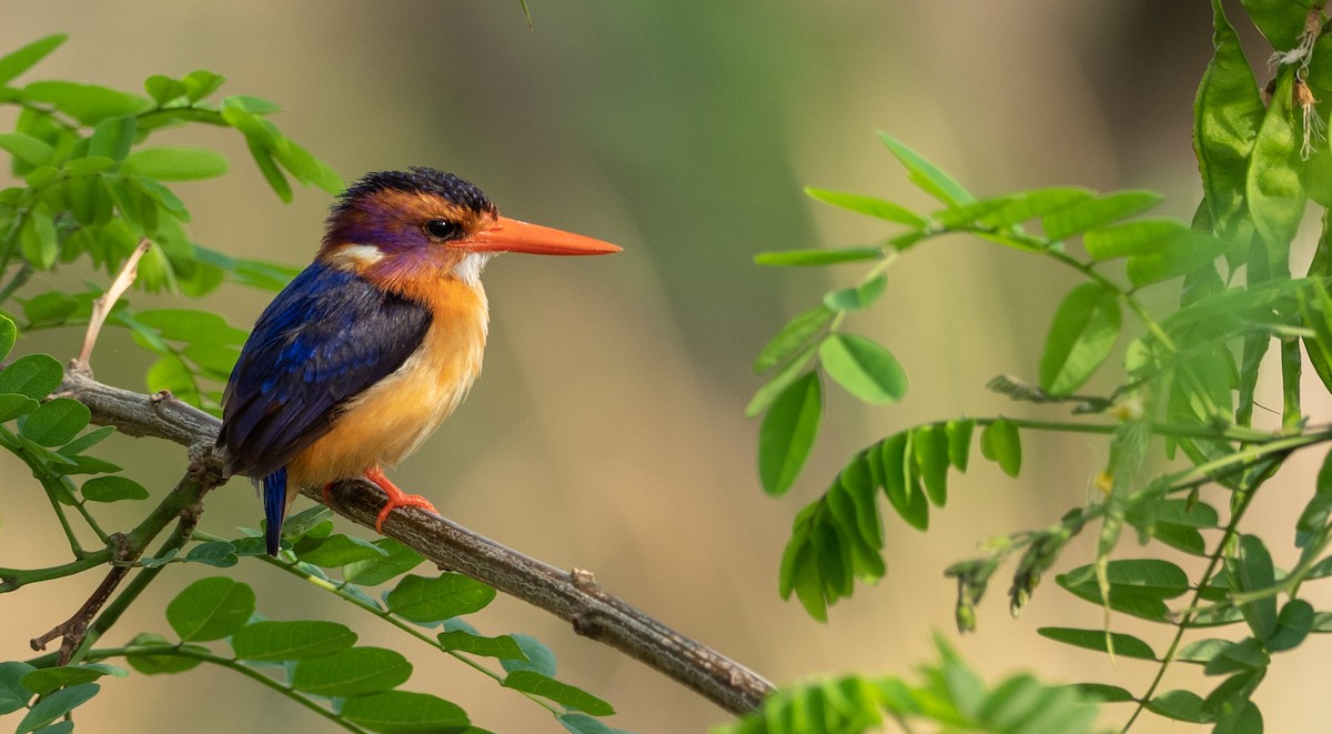 African Pygmy Kingfisher - Forest Botial-Jarvis