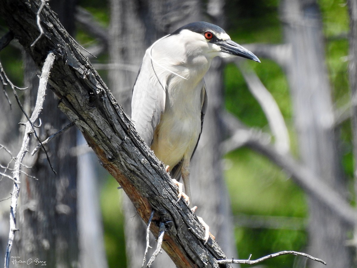 Black-crowned Night Heron - ML162620901